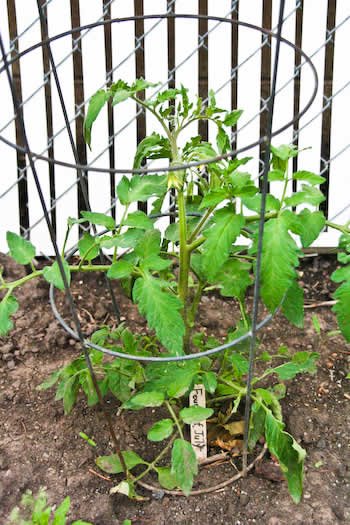 [fourth-of-july-kalynskitchen.jpg]