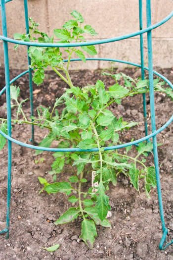 [green-zebra-kalynskitchen.jpg]