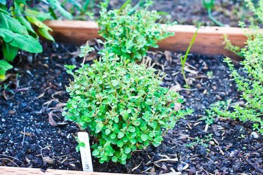 [marjoram-kalynskitchen.jpg]