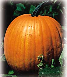 The Field Pumpkin