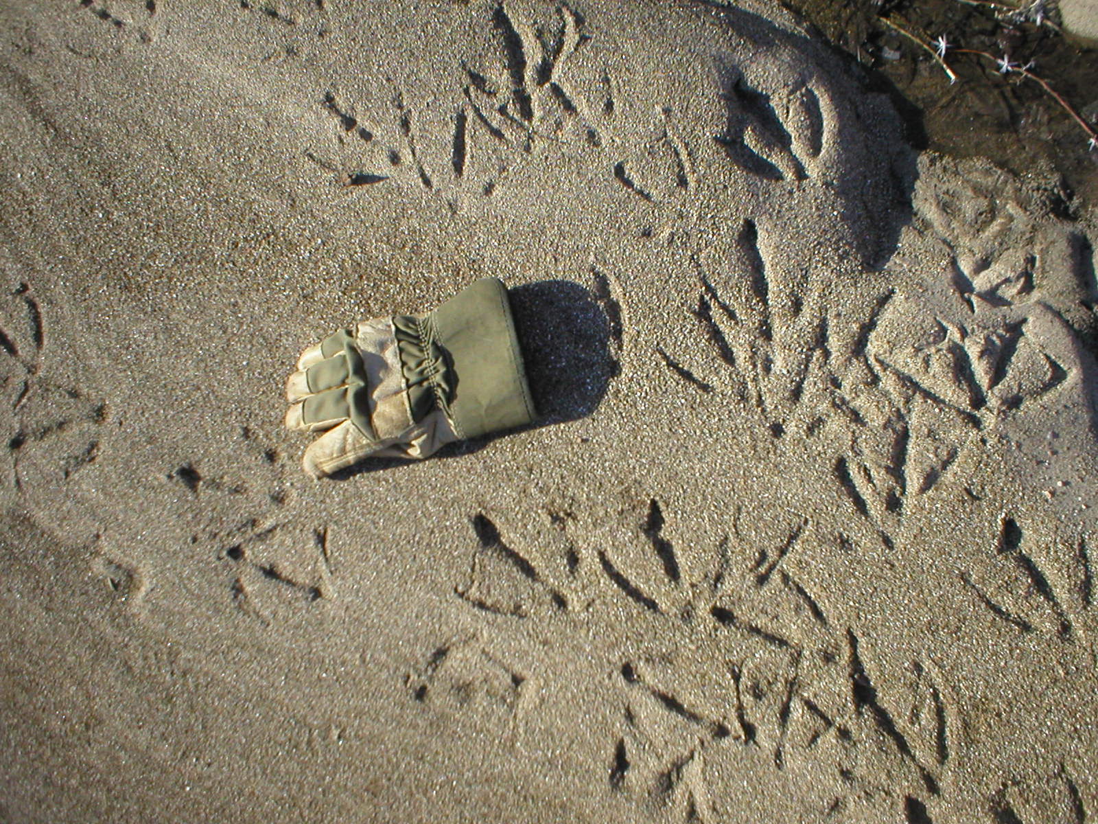 Hhop&rsquo;s Nature Walk: December 2010