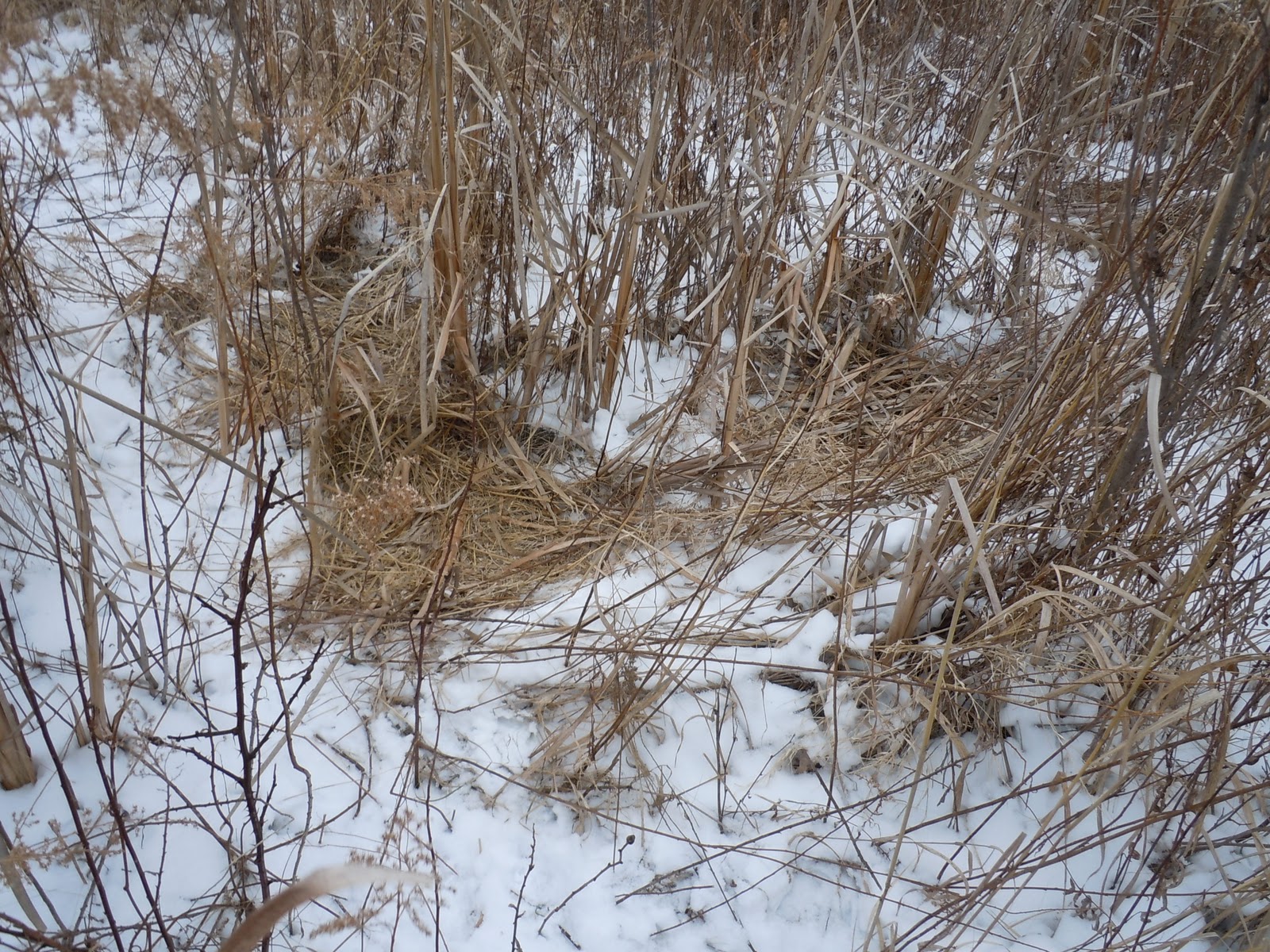 Hhop's Nature Walk Through the Frozen Marshes