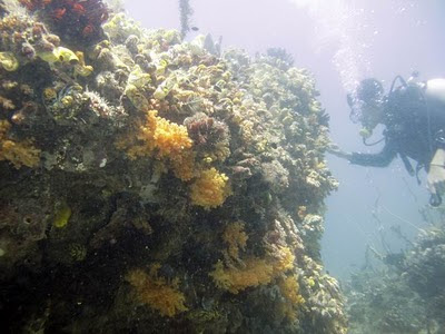 Mancing Gembira: Diving Soft Coral Raja Ampat