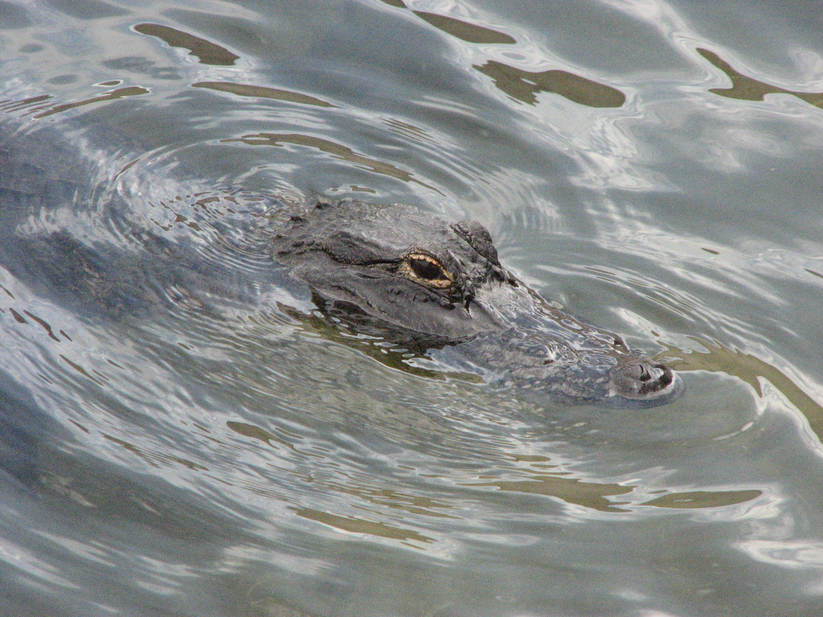 [croc.png]
