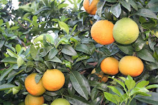 Orangen aus Lucca