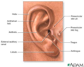 Outer Ear