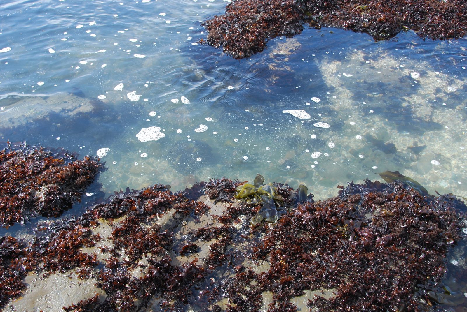 All Things Elise & Alina: Tide Pools at Half Moon Bay - Mommy's Birthday!
