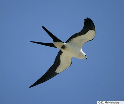 http://2.bp.blogspot.com/_sBLIESCDmGo/TDjefnTtEgI/AAAAAAAAACs/DbSGnLRfQvo/s1600/kite+birds.jpg