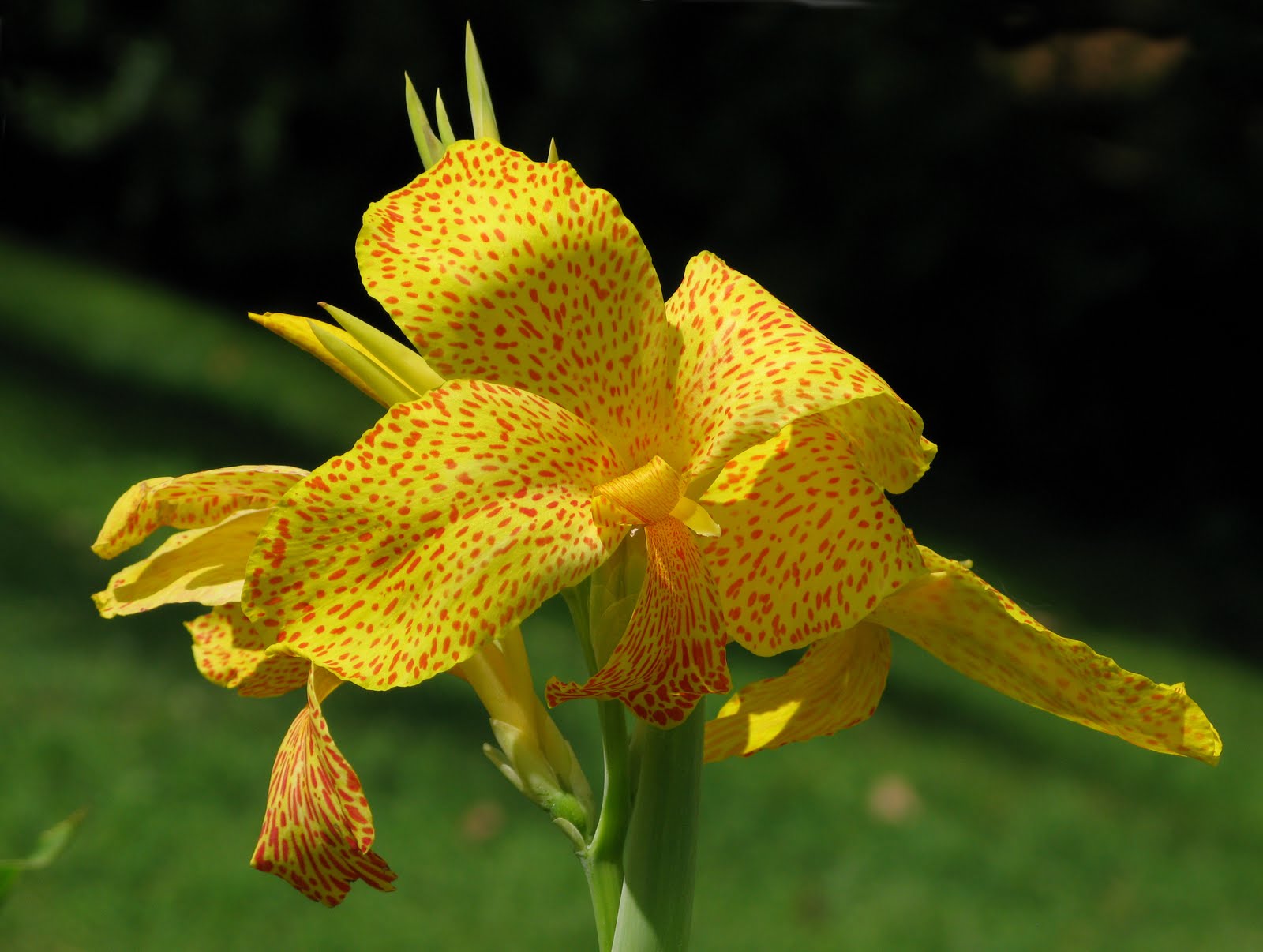 屋外用鉢植え - La canna