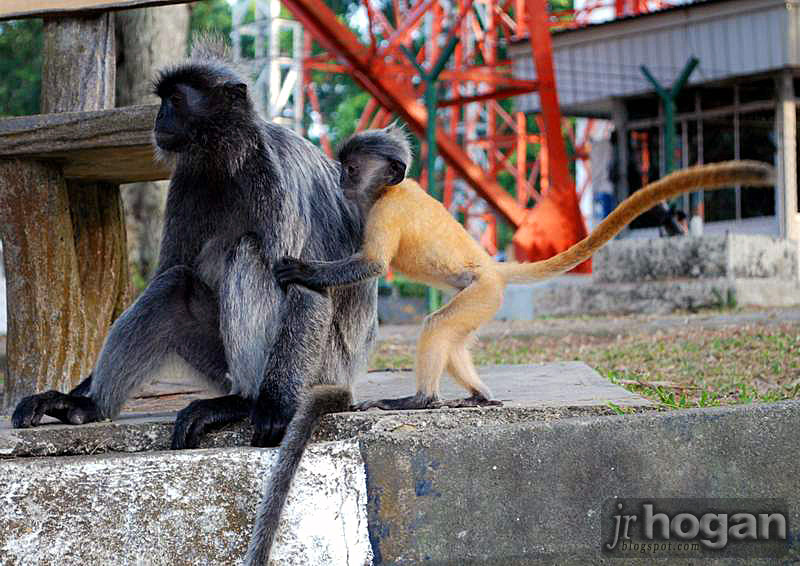 [kuala-selangor-bukit-malawati-silver-leaf-monkey-gold-baby.jpg]