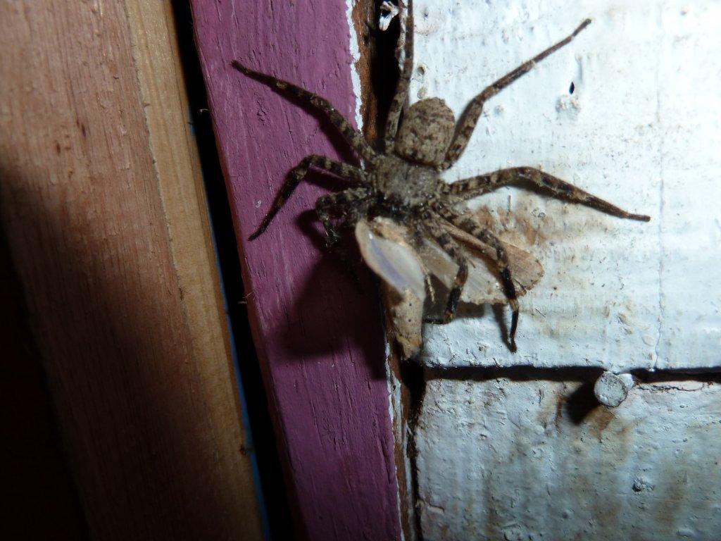 The Chocolate Farm The arrival of our first guest! And lots of pictures.