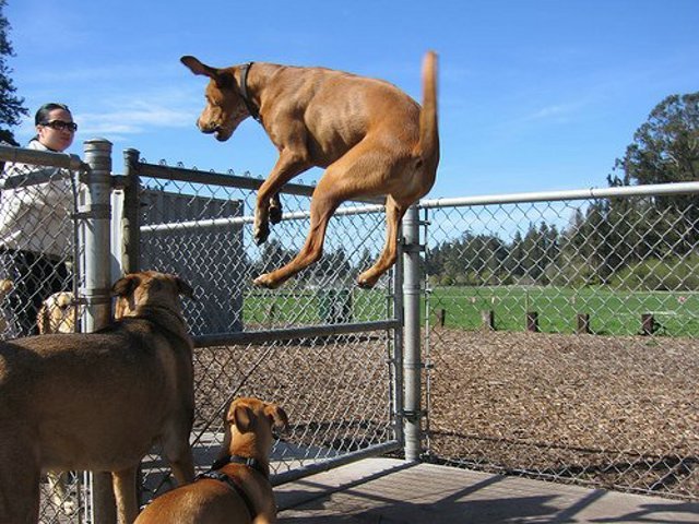 Fly_Dogs_11.jpg