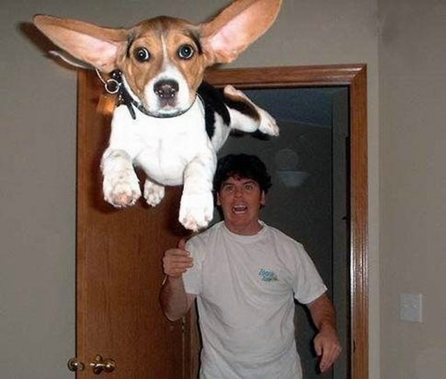 Fly_Dogs_2.jpg