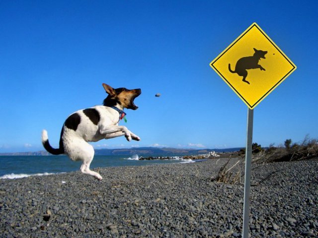 Fly_Dogs_3.jpg