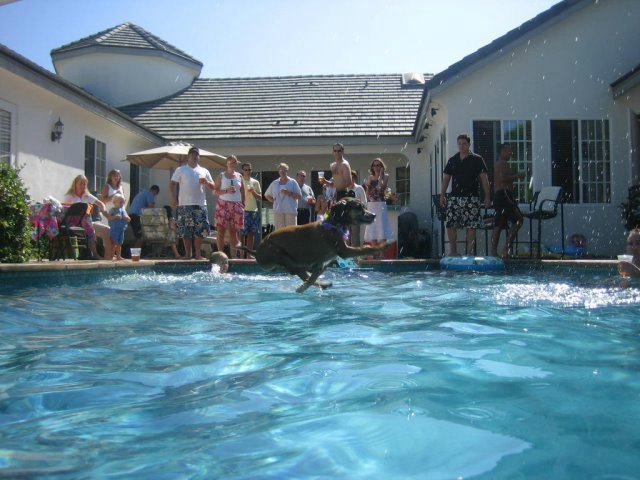 Fly_Dogs_7.jpg