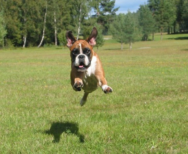 Fly_Dogs_8.jpg