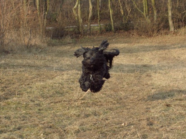 Fly_Dogs_10.jpg