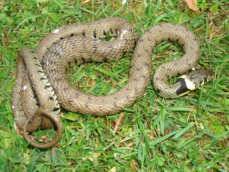 MERSEA WILDLIFE: GREEDY GRASS-SNAKE