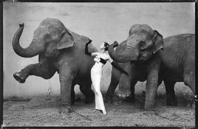 [Richard+Avedon,+Dovima+with+Elephants,+1955.jpg]