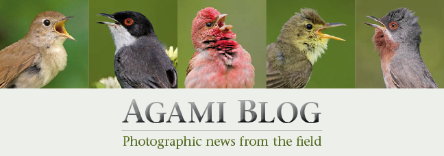 News from AGAMI image library - www.agami.nl