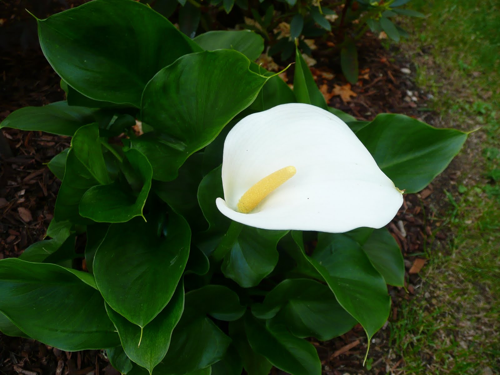 Faut Il Couper Les Feuilles Des Arums Avant L'hiver