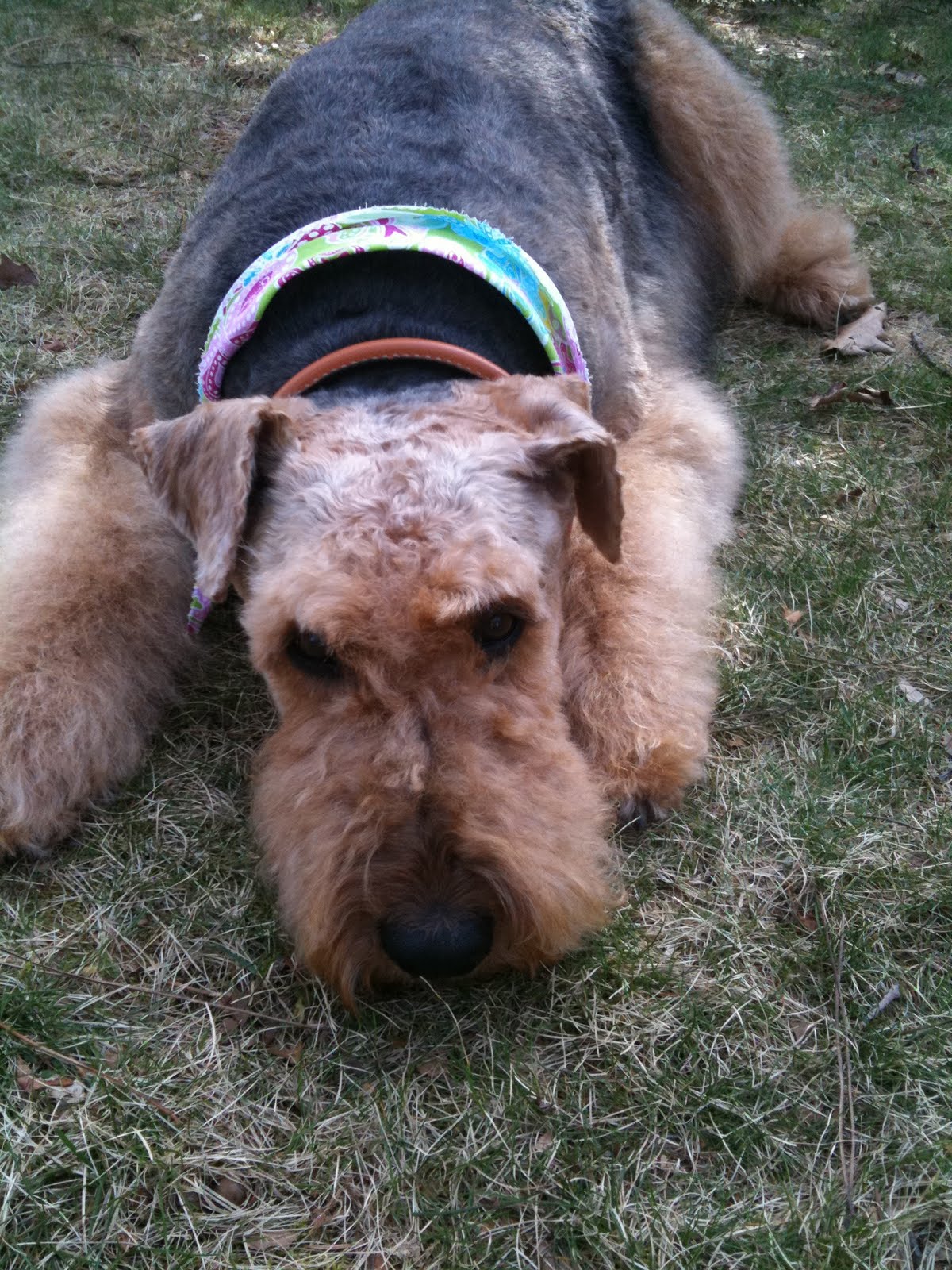 Tess the Airedale Terrier: My New Haircut!