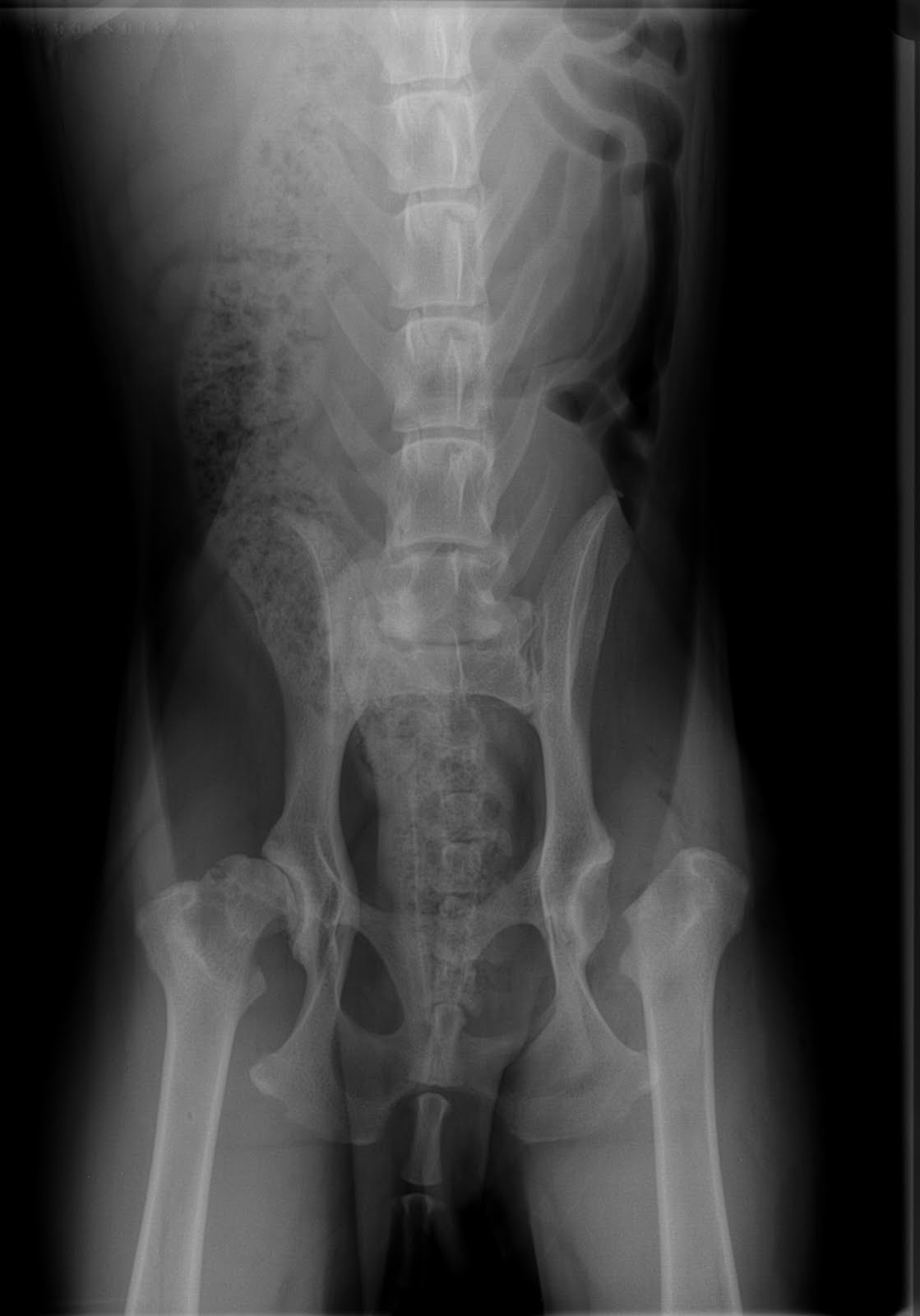 Verandah Pet Vet Hip Dysplasia Diagnosis