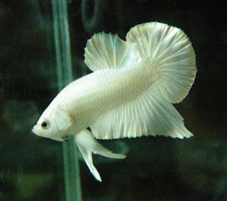Natural Coloration Of B Splendens Natural Coloration Of B Splendens