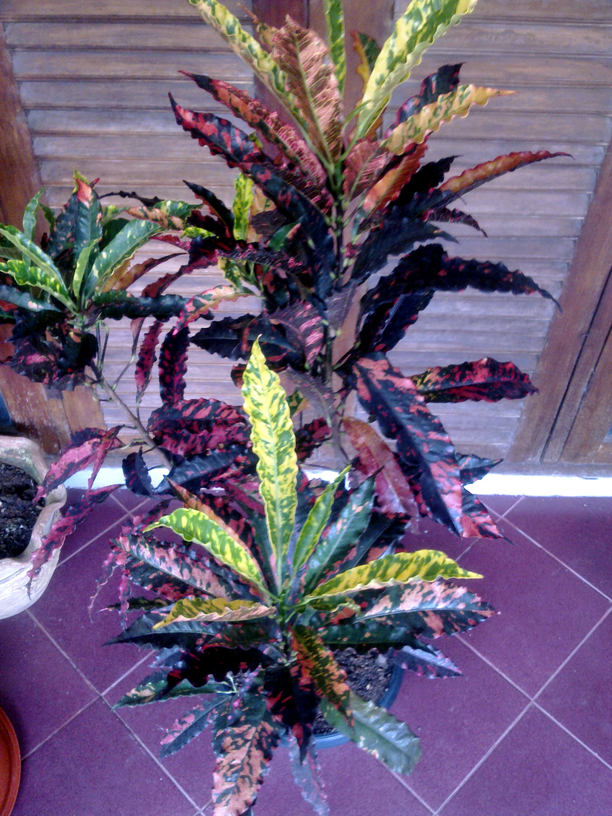 Jual Tanaman Puring: Jual Tanaman Puring