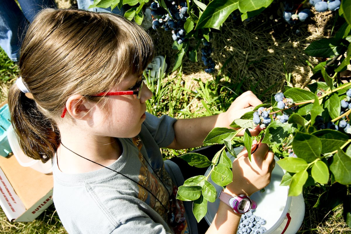 [blueberries-4.jpg]