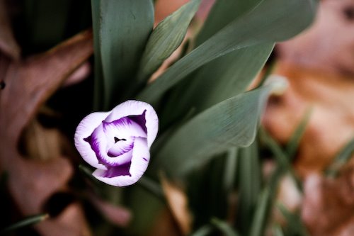 [09Mar17_flowers_5.jpg]