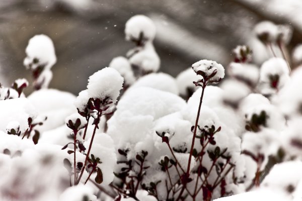 [09Mar02_snow_4.jpg]