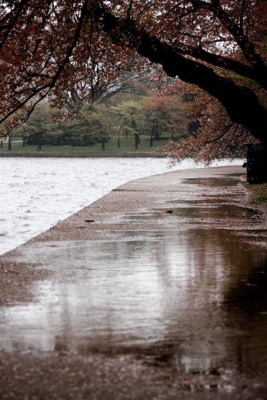 [09Apr11_cherryblossoms_68.jpg]