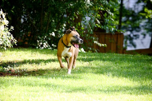 [09Jun20_bulldog_6.jpg]