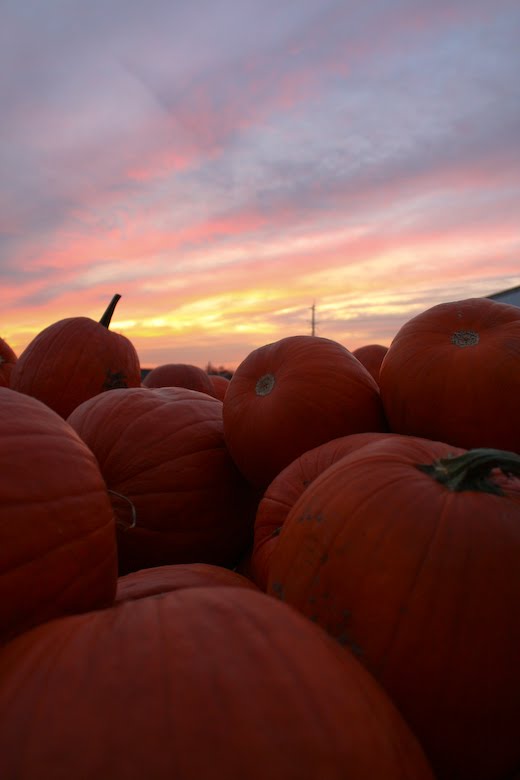 [09Oct26_pumpkins_84.jpg]