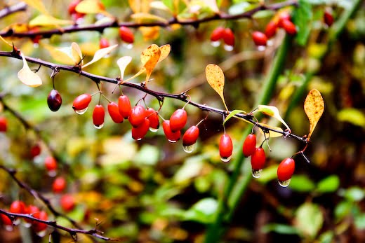 [09Oct27_pumpkins_124.jpg]