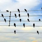 Pássaros se transformam em música