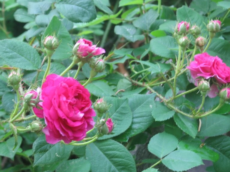heirloom gardener: How to Prune Roses, Part III: Why Prune?