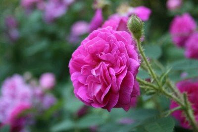 heirloom gardener: Six Trouble-Free Heirloom Roses: Rose de Rescht ...