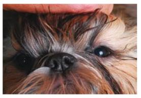 [shihtzu_olhos_errado.jpg]
