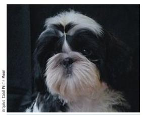 [shihtzu_cabeca_certo.jpg]