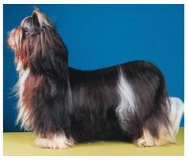 [shihtzu_linha_superior_errado2.jpg]