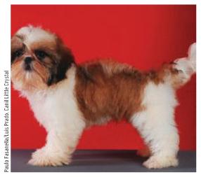 [shihtzu_linha_superior_errado.jpg]