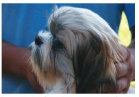 [shihtzu_cabeca_errado3.jpg]