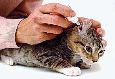 cat ear fold outer massage drops meow ears drop kitty gently apply moment