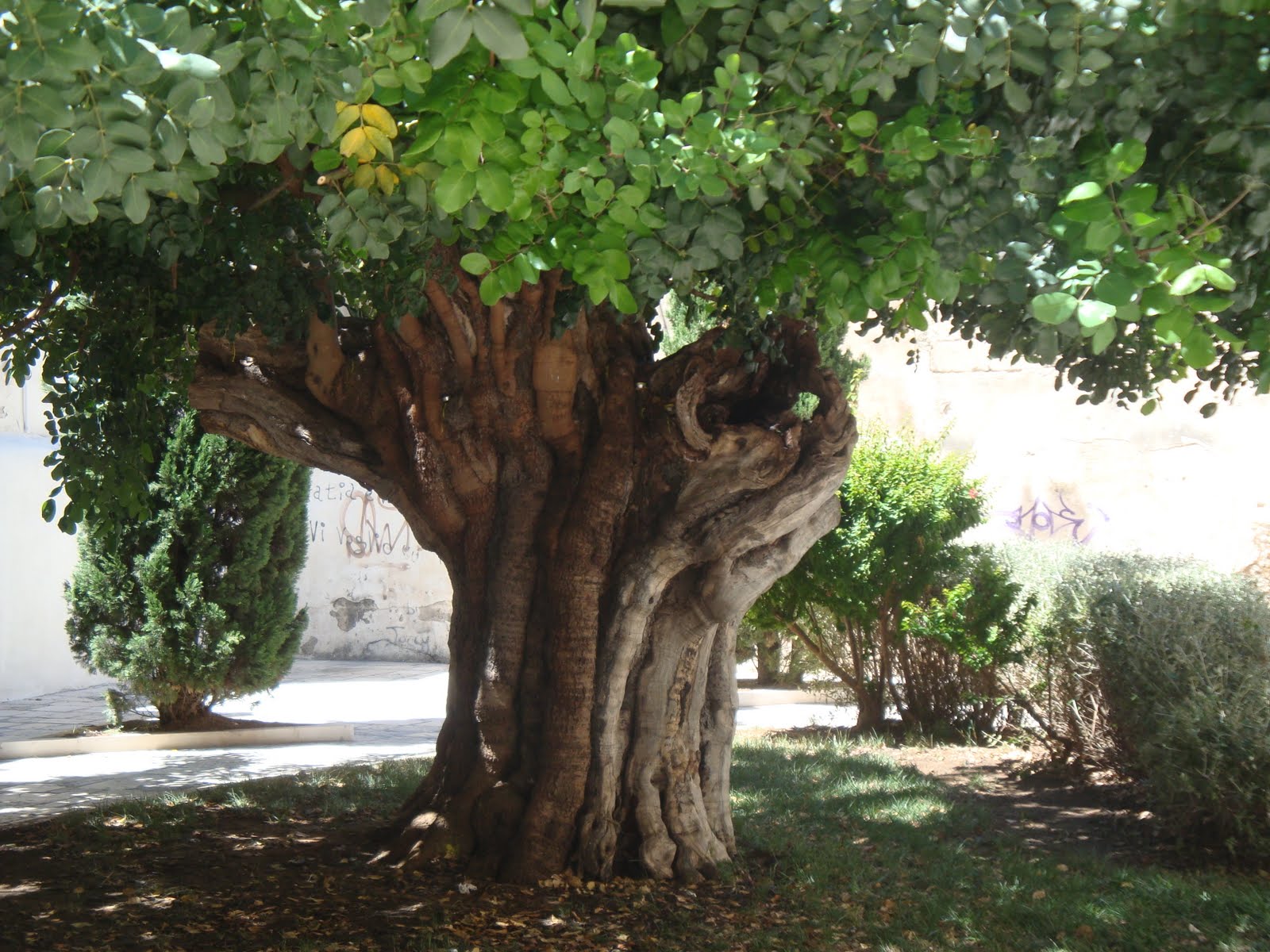 Il Mondo In Un Giardino Tutti Pazzi Per La Siepe Di Photinia Rossa