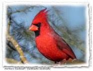 Red Bird Story