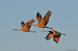 crane bird flying images 2