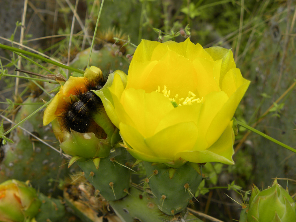 Diane's Texas Garden Blooming Cactus