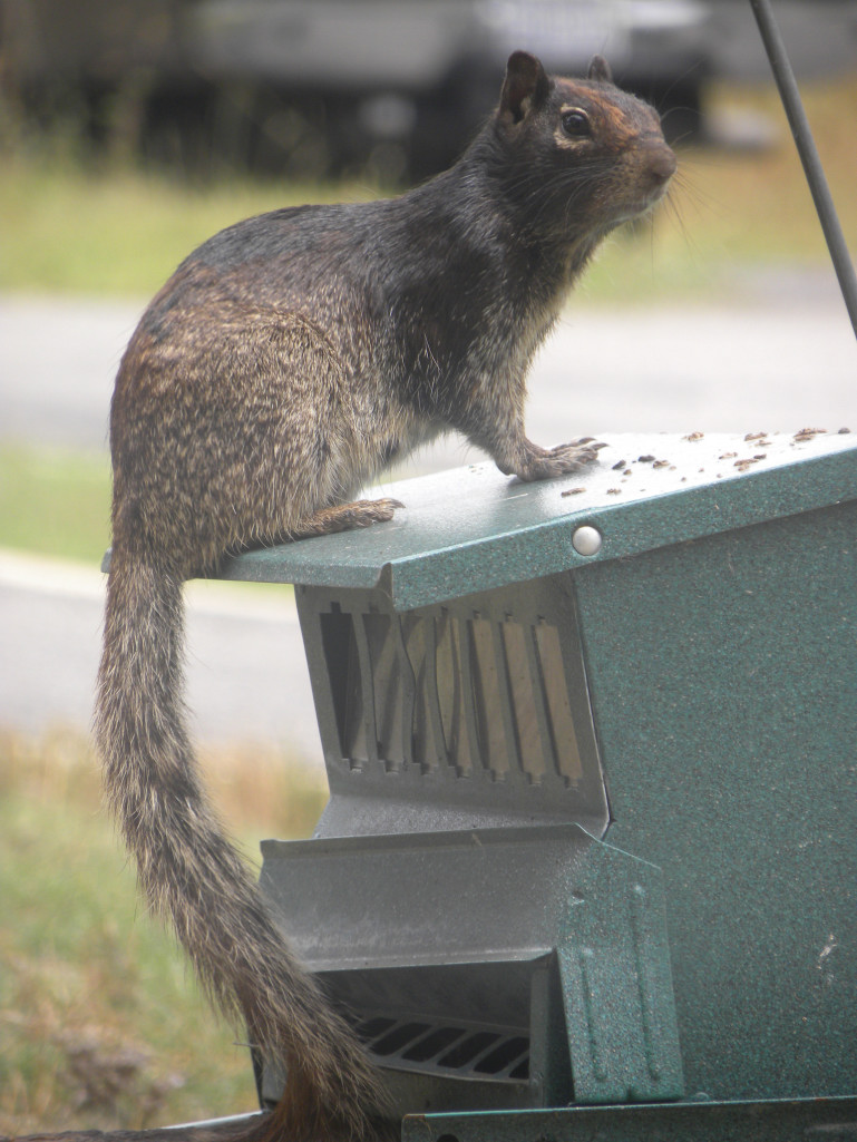 Diane's Texas Garden Black Ground Squirrel